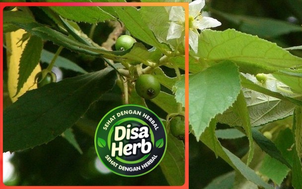 

DAUN TALOK KERSEN BUBUK 500 GRAM - Muntingia Calabura - MURNI - JSR - REMPAH - PREMIUM QUALITY