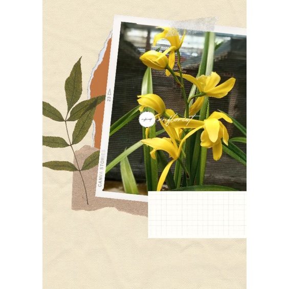 Cymbidium Golden Boy