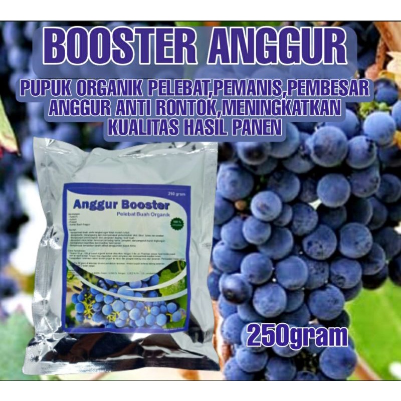 Pupuk Organik Booster Pelebat Buah Anggur dan Pupuk Penyubur Anggur Agar Cepat Berbuah Lebat