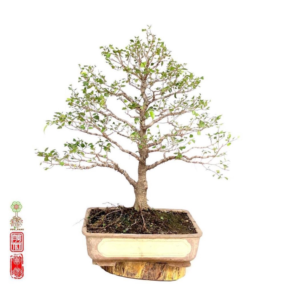 Bonsai beringin ficus benjamina formal - bonsai beringin