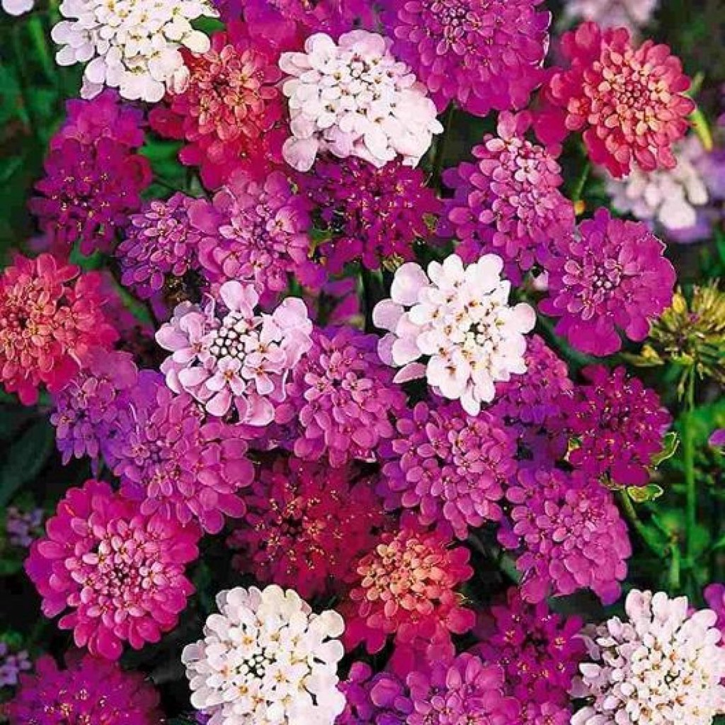 Benih Bibit Biji - Bunga Candytuft Fairy Mix (Iberis umbellata) Flower Seeds - IMPORT