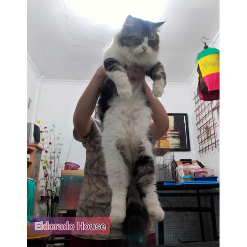 Kucing jantan dewasa persia mix norwegian forest