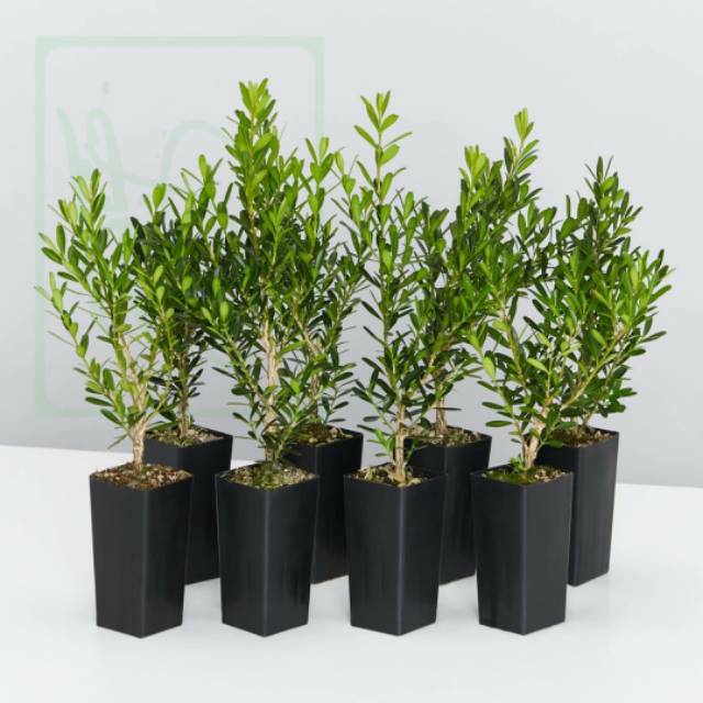 TANAMAN BONSAI LOHANSUNG KAPSUL