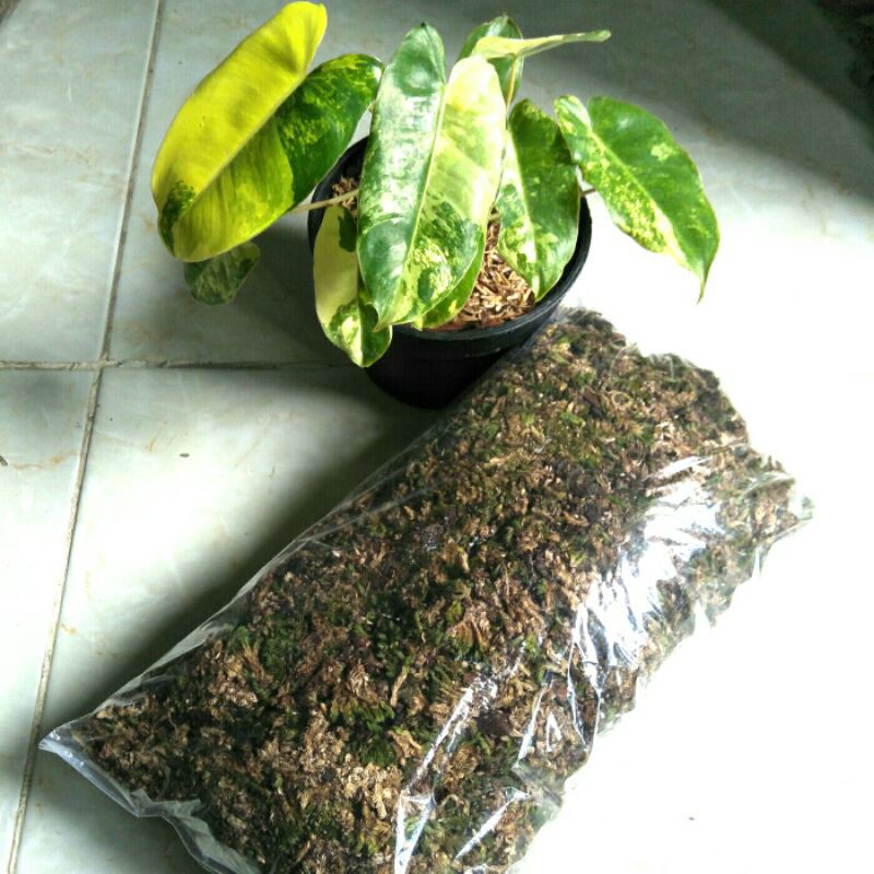 

Lumut Cacah 1kg