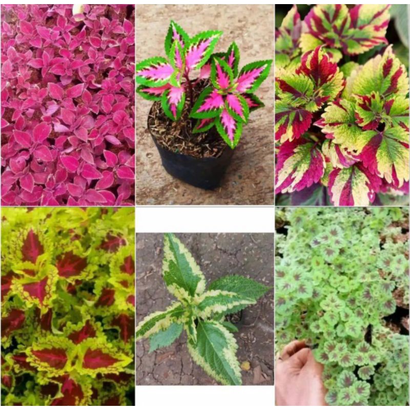 Paket 6 Tanaman hias miana - tanaman miana - miana hias