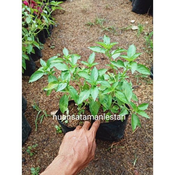 Bibit Pohon Kemangi / tanaman bibit kemangi
