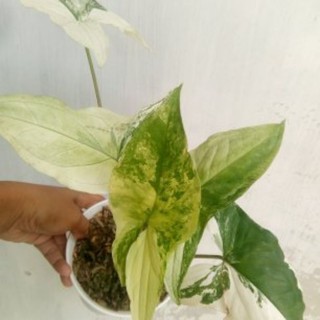 syngonium albo varigated