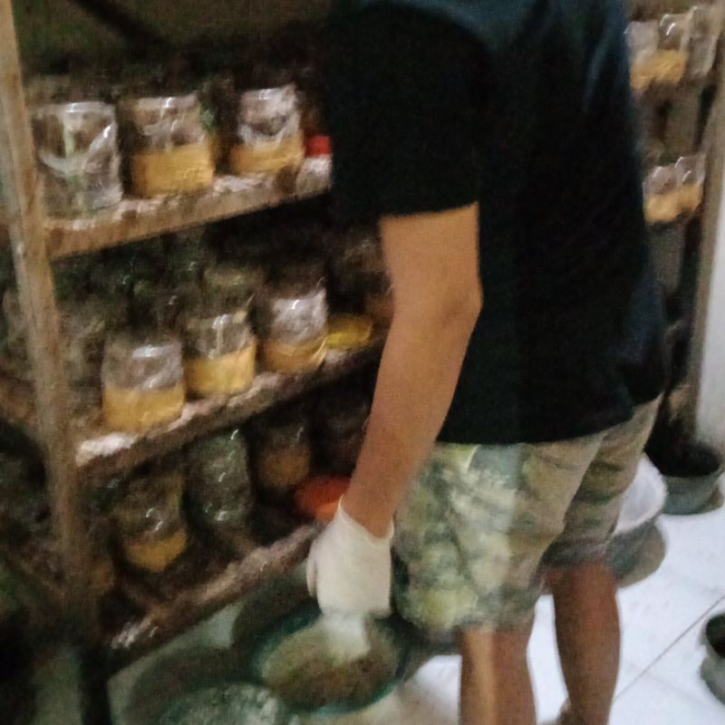 BIBIT SEMUT RANGRANG PAKET BISNIS 40 TOPLES PLUS FREE 2 EKOR RATU BERGARANSI