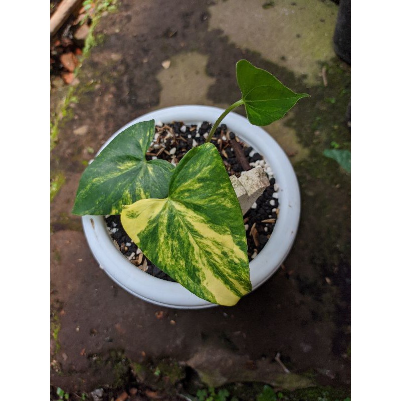 Anthurium prodaktil variegata / kuping gajah prodaktyl