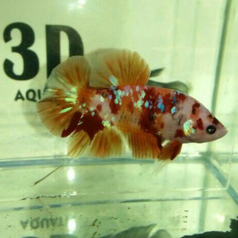 ikan cupang nemo galaxy gold male bahan ajib