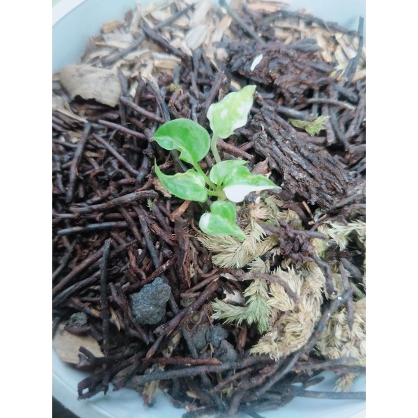 Anturium keris varigata putih