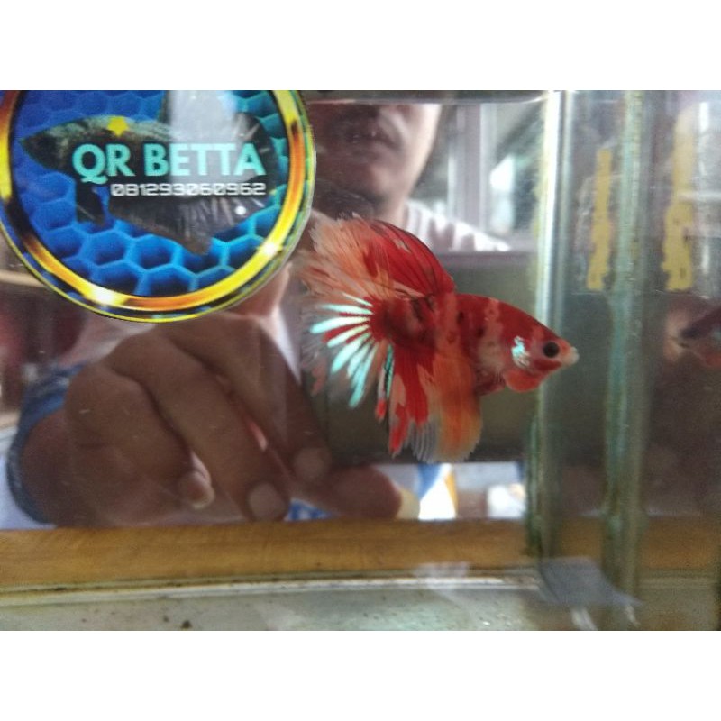 Halfmoon nemo copper (hm nemo copper)