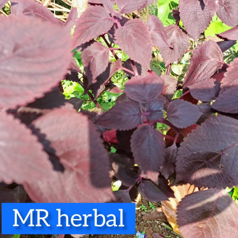 

Paket 500 grm daun jawer kotok fres