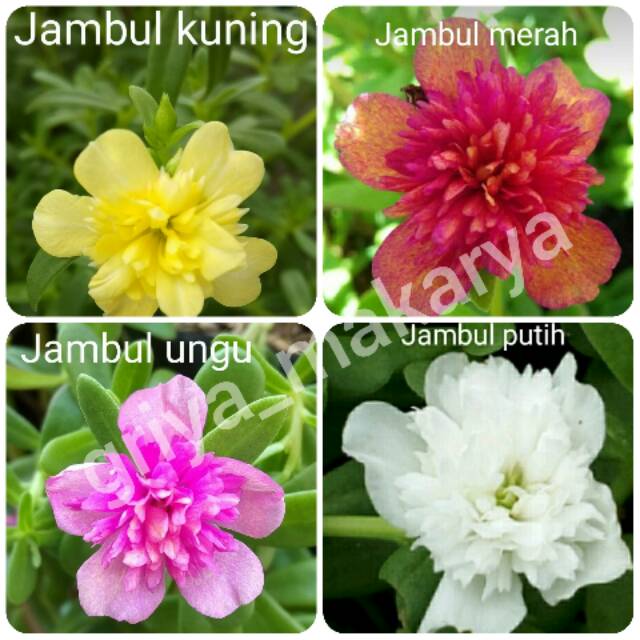 

Krokot jambul sepaket (seri B) /+name tag