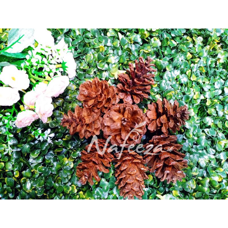 Jual Bunga Pinus Kering Biji Pinus Buah Pinus Rustic Bunga Kering Bunga Rustic Dried Flower 7313