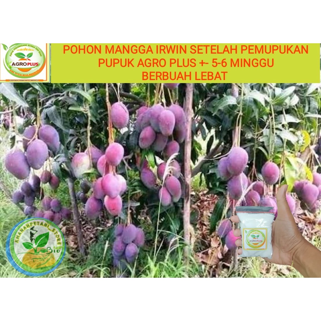 Pupuk AGRO PLUS Pupuk agro TERBAIK BOOSTER BUNGA BUAH KELENGKENG MANGGA DURIAN JERUK JAMBU ALPUKAT P