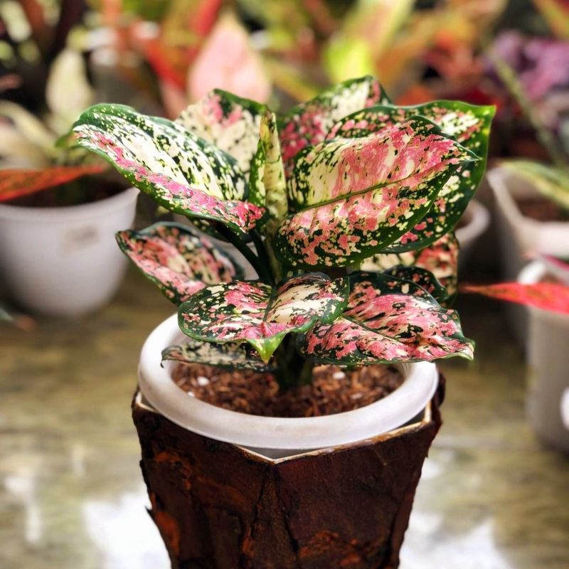Aglaonema Tri Color / Aglonema tri color florist nursery / Aglonema tri color (Tanaman hias aglaonem