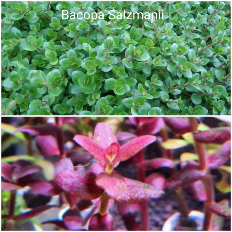 Tanaman Aquascape Bacopa Salzmannii