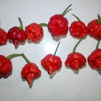 Benih Bibit Biji - Cabai MA Wartryx Cabe Super Pedas Pepper Seeds