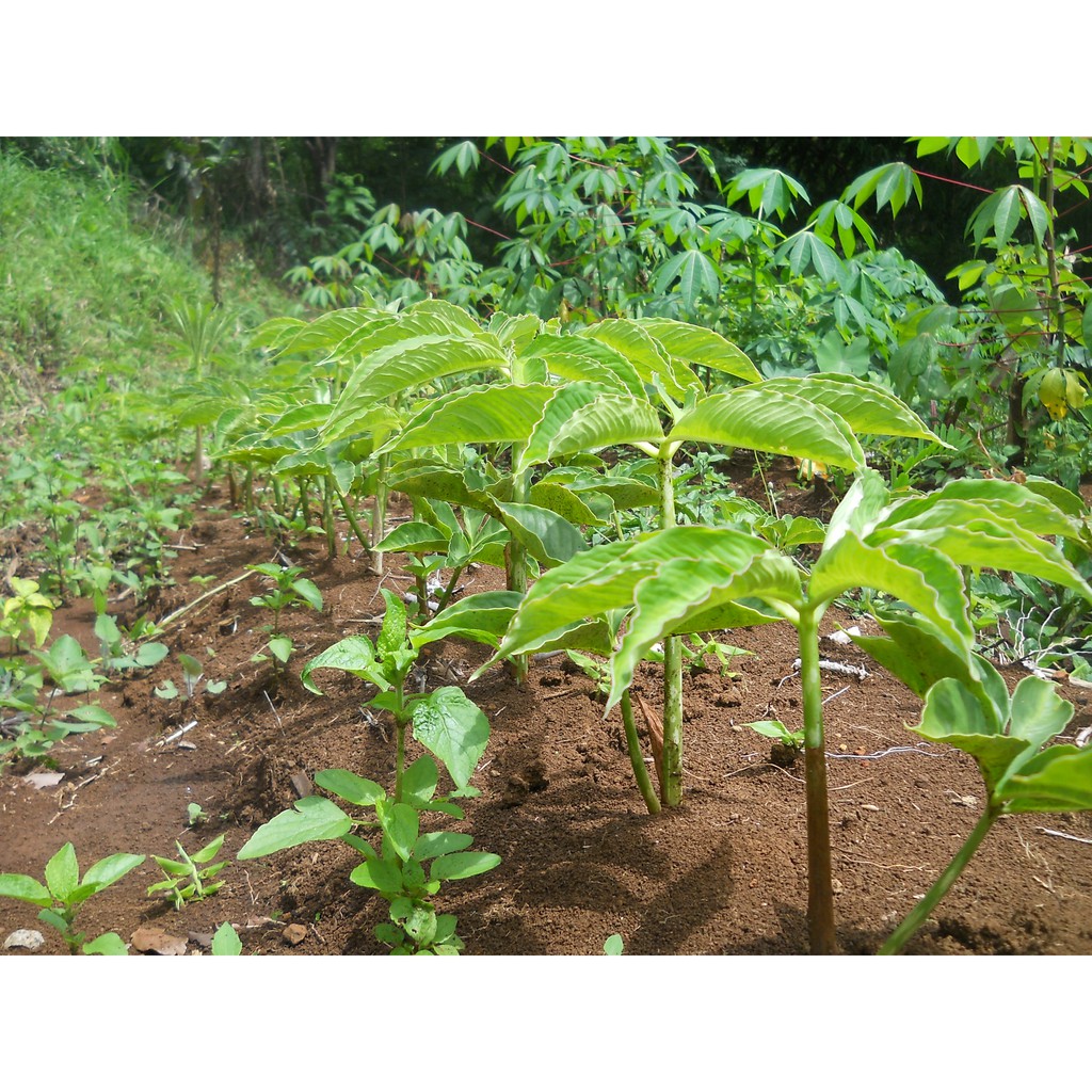 Porang tanaman investasi