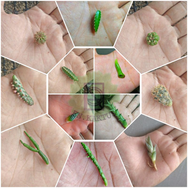 KAKTUS SUKULEN POTELAN OWNROOT MINI