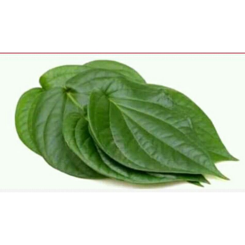 

daun sirih segar 500gr