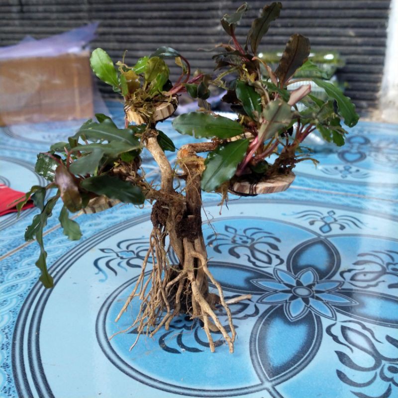 bonsai mini daun buce tanaman aquascape