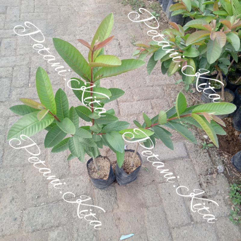 Bibit Jambu Merah Buah Jambu Biji Pohon Jambu Merah Bibit Jambu Biji Pohon Jambu Biji