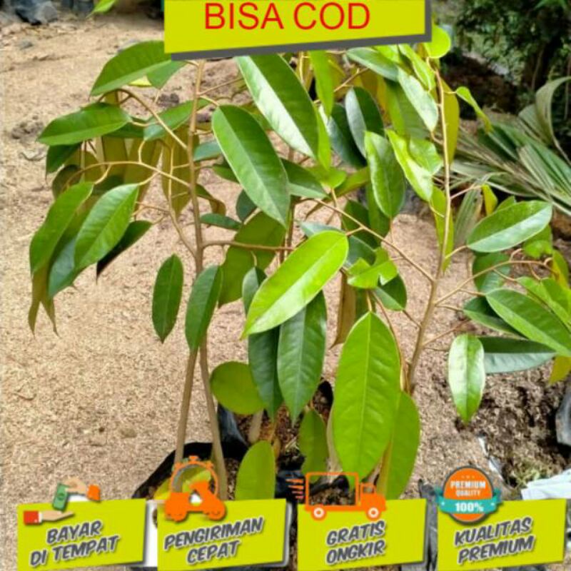 Bibit Durian Musangking Kaki 3 Sudah Okulasi