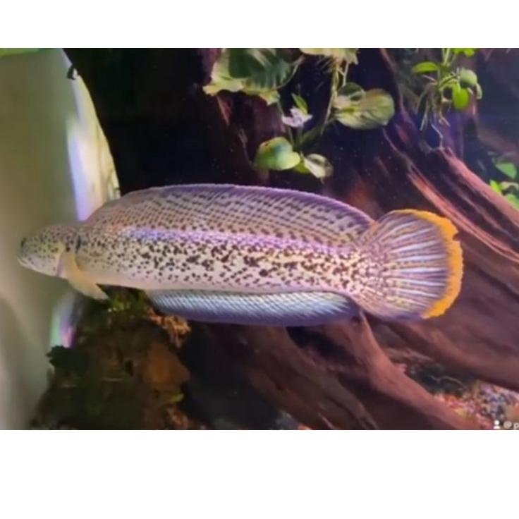 Wow Murah Meriah.. chana baby Barca bahanan kontes 3-4cm