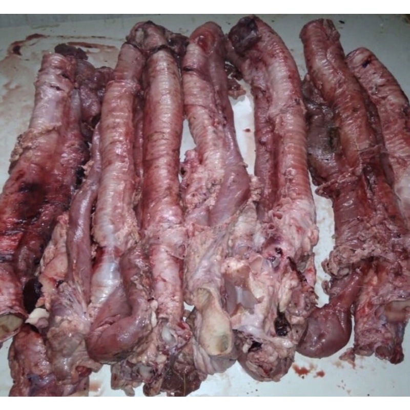 

krongkongan sapi/trachea