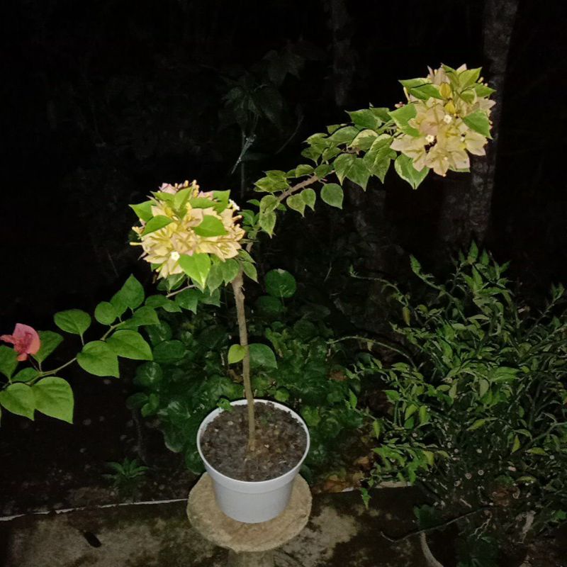 Bougenville singapur kuning