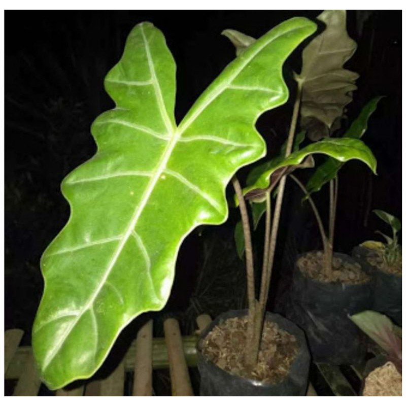 tanaman hias keladi Amazon lokal - tanaman keladi