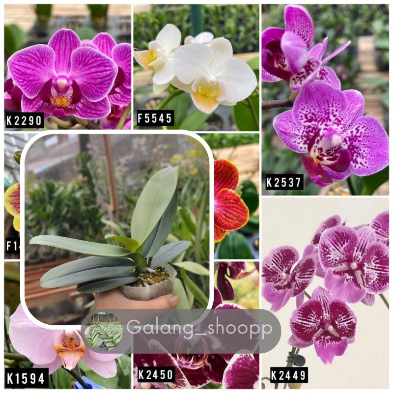 Anggrek Bulan Mini Premium Impor Taiwan Anggrek Varian Warna Koleksi kondisi Dewasa Spike