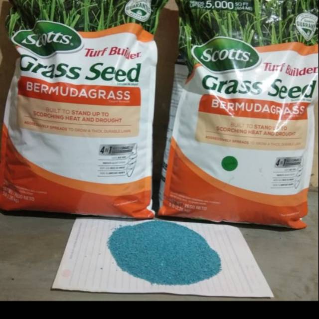 Benih bibit rumput bermuda grass seed