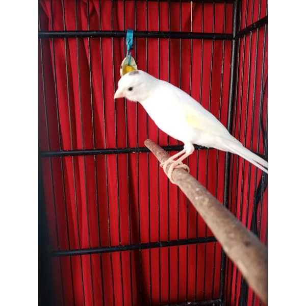 kenari lokal super warna putih panda