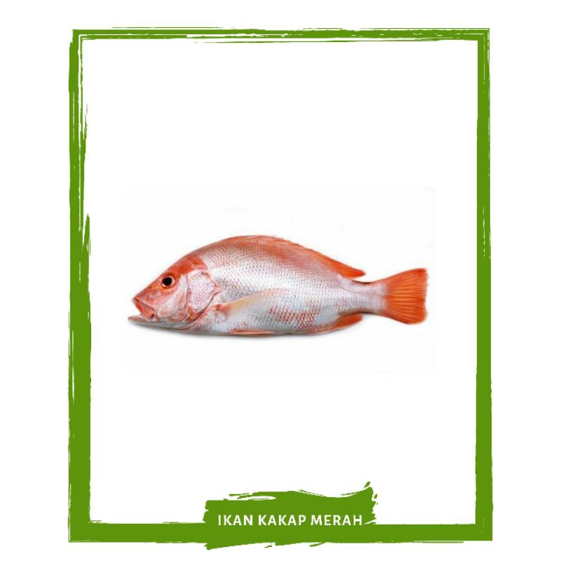 

Ikan Kakap Merah / Ikan Segar Mallahrizwa On Mallahrizwa