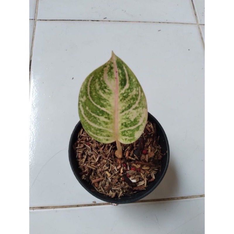 Aglonema Moonlight Anakan terjamin ASLI