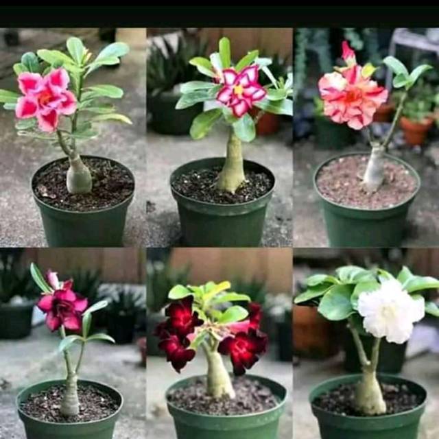(COD) Pohon Kamboja jepang/Kamboja adenium