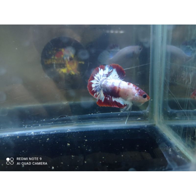 

IKANCUPANG