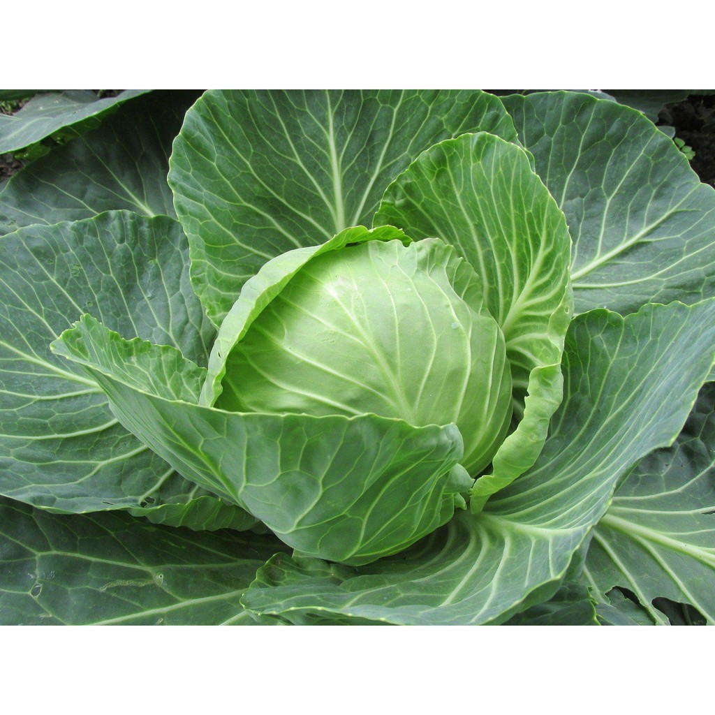 Benih Bibit Biji - Kubis Kobis Kol Hijau F1 Hibrida Clever Cabbage Seeds - Panen Dalam 70 Hari