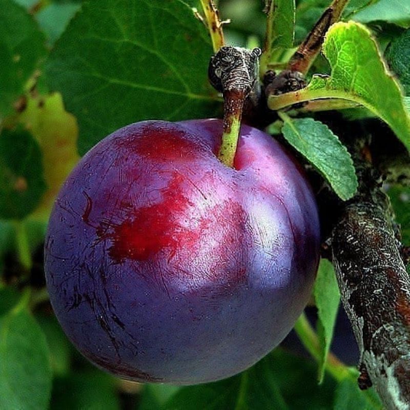 Bibit Plum Ausie Superunggul