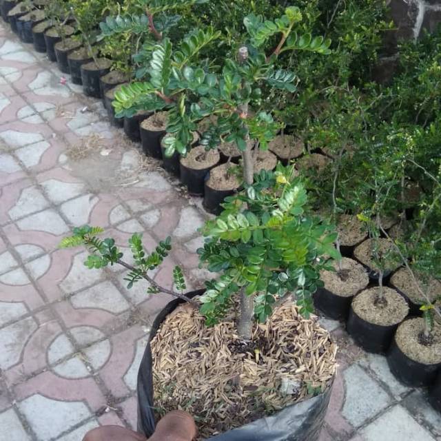 Tanaman Bahan Bonsai Lada-Lada