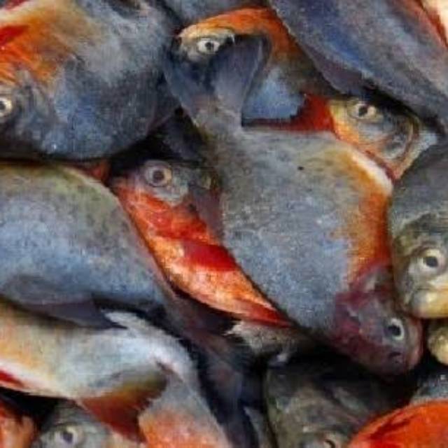 

Ikan bawal Fresh 1 kg