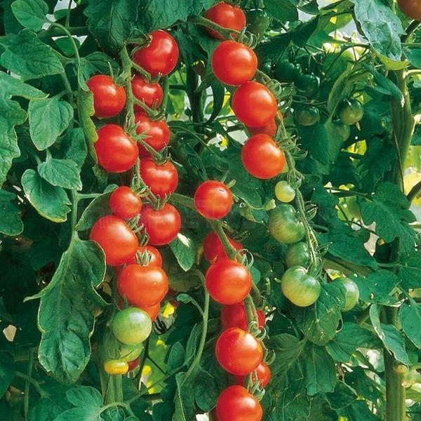 Biji Benih Tomat Permata (Pearl Tomato Seeds) Benih Unggul