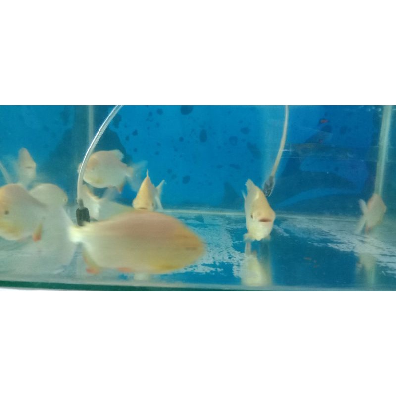 Pacu Albino 11-12 cm
