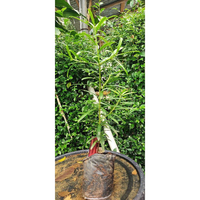 lohansung kapsul semai biji impor 30cm