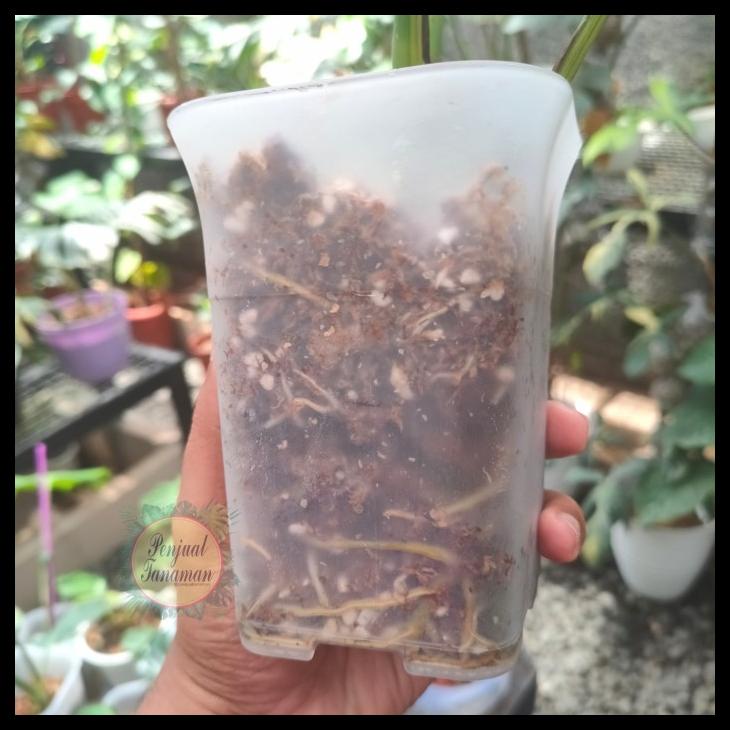 POT TRANSPARAN NKT BENING KODE 16