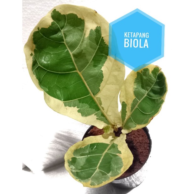 ketapang biola varigata