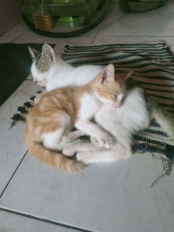 Traypot Tray Semai Pot Semai 50 Lubang Pot Tanaman Traypot Seedling Bibit Nampan Hidroponik